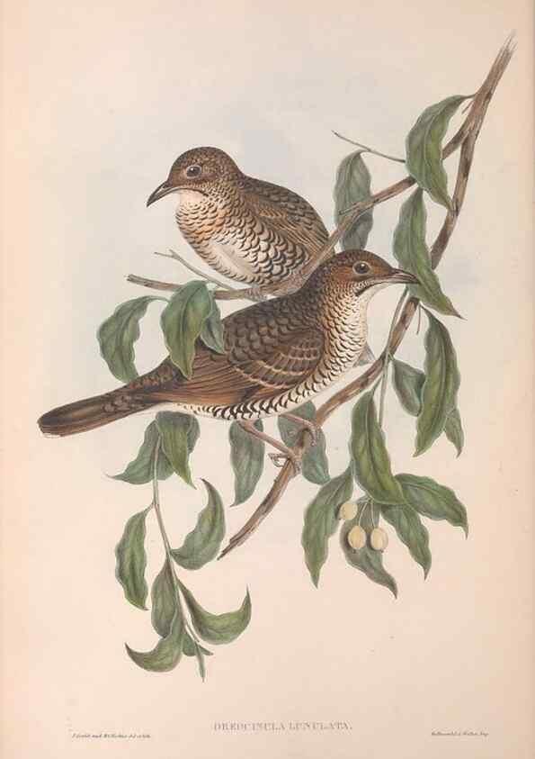 Reproducción/Reproduction 36117546384: The birds of Australia.. London,Printed by R. and J. E. Taylor; pub. by the author,[1840]-48.