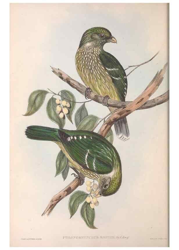 Reproducción/Reproduction 36117552974: The birds of Australia.. London,Printed by R. and J. E. Taylor; pub. by the author,[1840]-48.