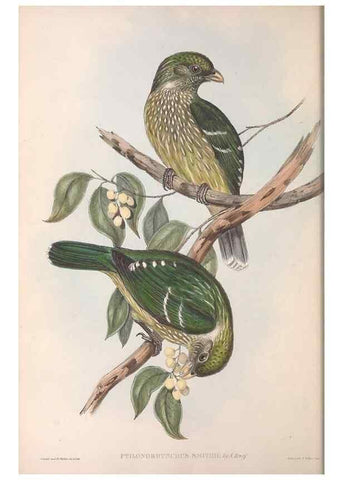 Reproducción/Reproduction 36117552974: The birds of Australia.. London,Printed by R. and J. E. Taylor; pub. by the author,[1840]-48.