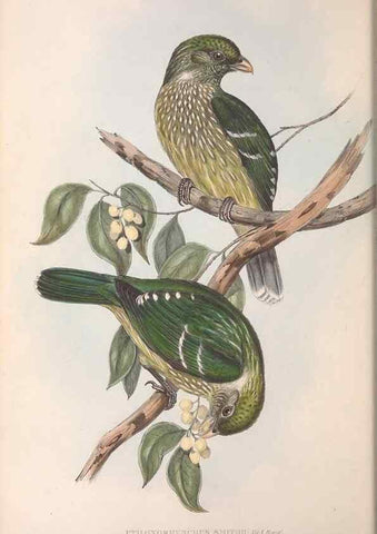 Reproducción/Reproduction 36117552974: The birds of Australia.. London,Printed by R. and J. E. Taylor; pub. by the author,[1840]-48.
