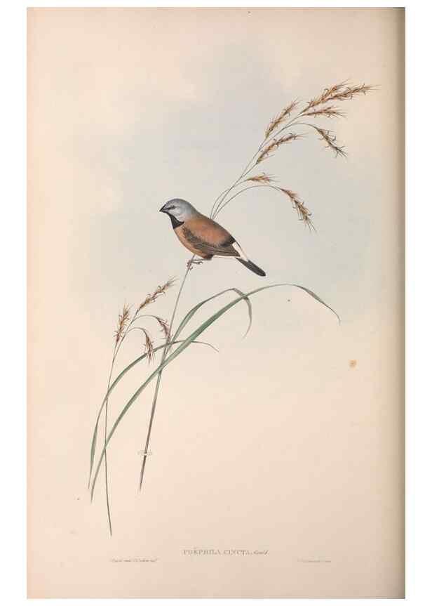 Reproducción/Reproduction 36555695570: The birds of Australia.. London,Printed by R. and J. E. Taylor; pub. by the author,[1840]-48.