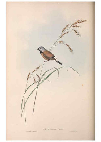Reproducción/Reproduction 36555695570: The birds of Australia.. London,Printed by R. and J. E. Taylor; pub. by the author,[1840]-48.