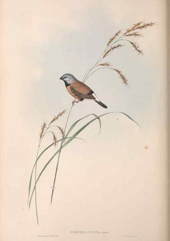 Reproducción/Reproduction 36555695570: The birds of Australia.. London,Printed by R. and J. E. Taylor; pub. by the author,[1840]-48.