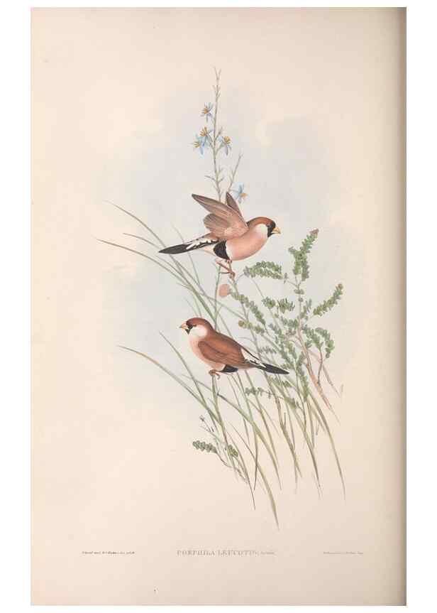 Reproducción/Reproduction 36117393334: The birds of Australia.. London,Printed by R. and J. E. Taylor; pub. by the author,[1840]-48.