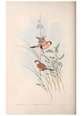 Reproducción/Reproduction 36117393334: The birds of Australia.. London,Printed by R. and J. E. Taylor; pub. by the author,[1840]-48.