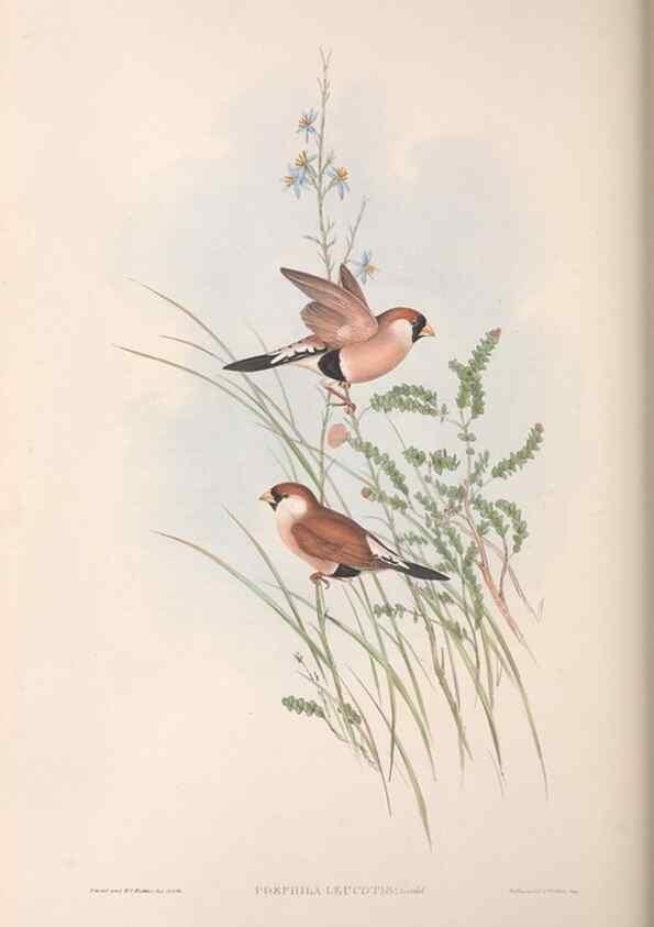 Reproducción/Reproduction 36117393334: The birds of Australia.. London,Printed by R. and J. E. Taylor; pub. by the author,[1840]-48.