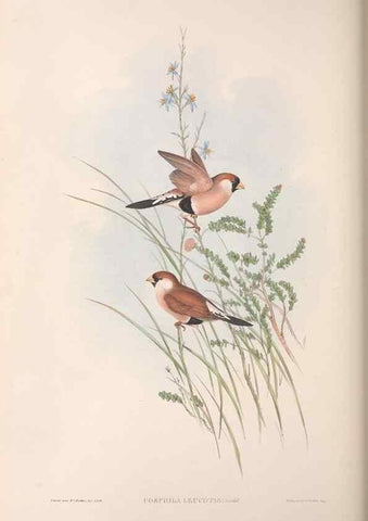 Reproducción/Reproduction 36117393334: The birds of Australia.. London,Printed by R. and J. E. Taylor; pub. by the author,[1840]-48.