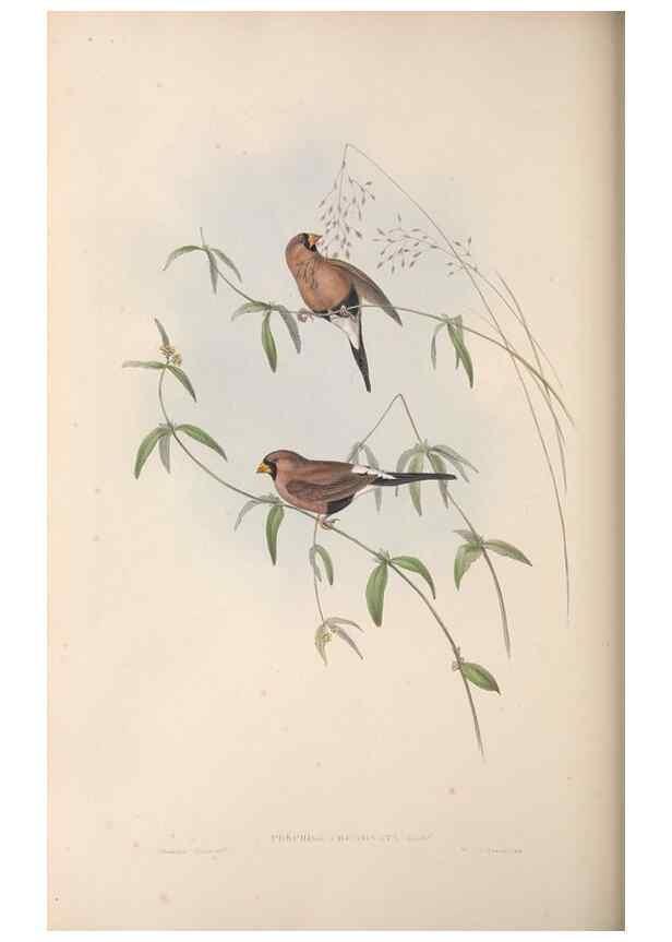 Reproducción/Reproduction 36117391974: The birds of Australia.. London,Printed by R. and J. E. Taylor; pub. by the author,[1840]-48.