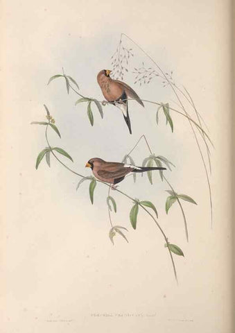 Reproducción/Reproduction 36117391974: The birds of Australia.. London,Printed by R. and J. E. Taylor; pub. by the author,[1840]-48.