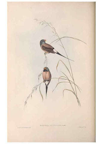 Reproducción/Reproduction 36117391004: The birds of Australia.. London,Printed by R. and J. E. Taylor; pub. by the author,[1840]-48.