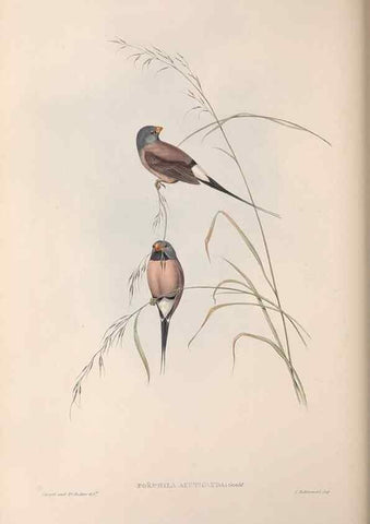 Reproducción/Reproduction 36117391004: The birds of Australia.. London,Printed by R. and J. E. Taylor; pub. by the author,[1840]-48.