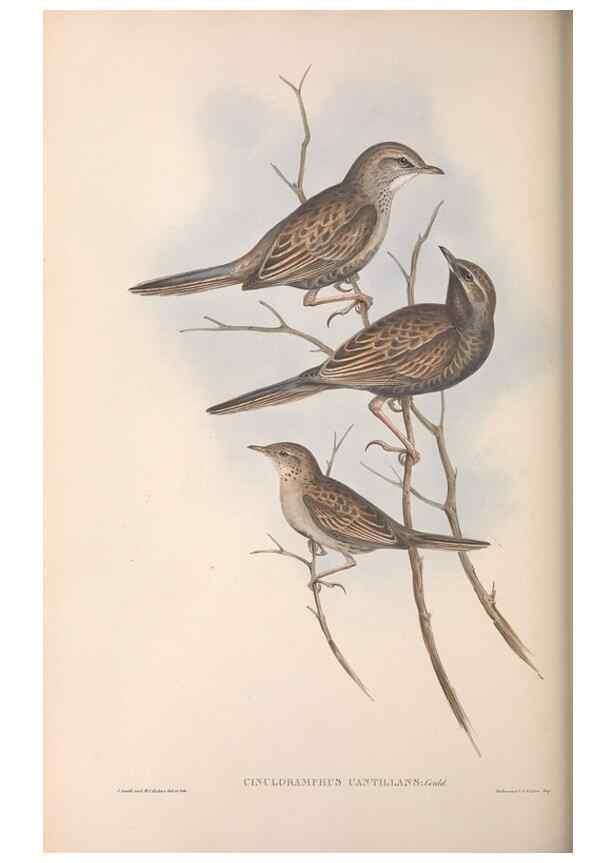 Reproducción/Reproduction 36812307231: The birds of Australia.. London,Printed by R. and J. E. Taylor; pub. by the author,[1840]-48.