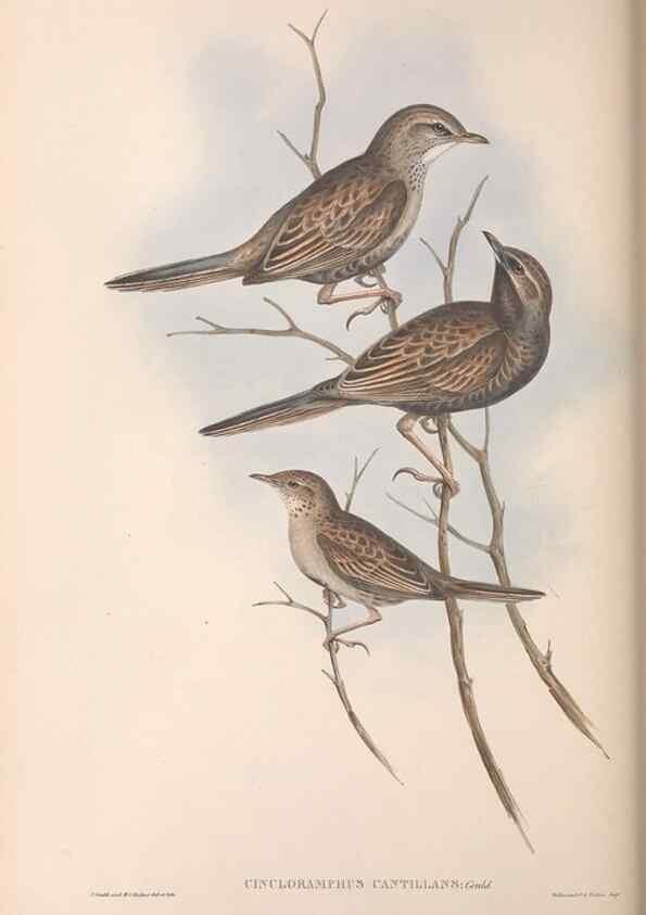 Reproducción/Reproduction 36812307231: The birds of Australia.. London,Printed by R. and J. E. Taylor; pub. by the author,[1840]-48.