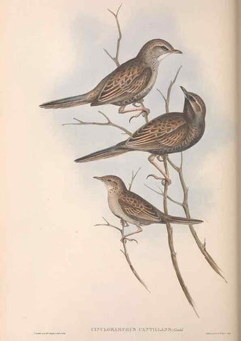 Reproducción/Reproduction 36812307231: The birds of Australia.. London,Printed by R. and J. E. Taylor; pub. by the author,[1840]-48.