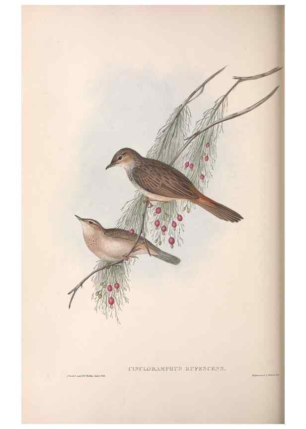 Reproducción/Reproduction 36812310181: The birds of Australia.. London,Printed by R. and J. E. Taylor; pub. by the author,[1840]-48.