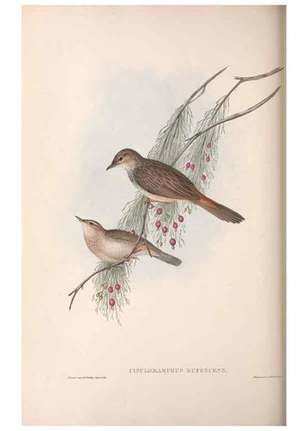 Reproducción/Reproduction 36812310181: The birds of Australia.. London,Printed by R. and J. E. Taylor; pub. by the author,[1840]-48.