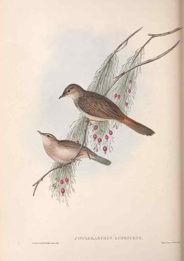 Reproducción/Reproduction 36812310181: The birds of Australia.. London,Printed by R. and J. E. Taylor; pub. by the author,[1840]-48.