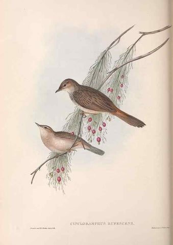 Reproducción/Reproduction 36812310181: The birds of Australia.. London,Printed by R. and J. E. Taylor; pub. by the author,[1840]-48.