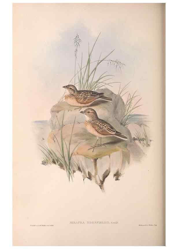 Reproducción/Reproduction 36812312891: The birds of Australia.. London,Printed by R. and J. E. Taylor; pub. by the author,[1840]-48.