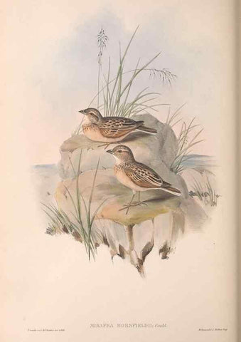 Reproducción/Reproduction 36812312891: The birds of Australia.. London,Printed by R. and J. E. Taylor; pub. by the author,[1840]-48.
