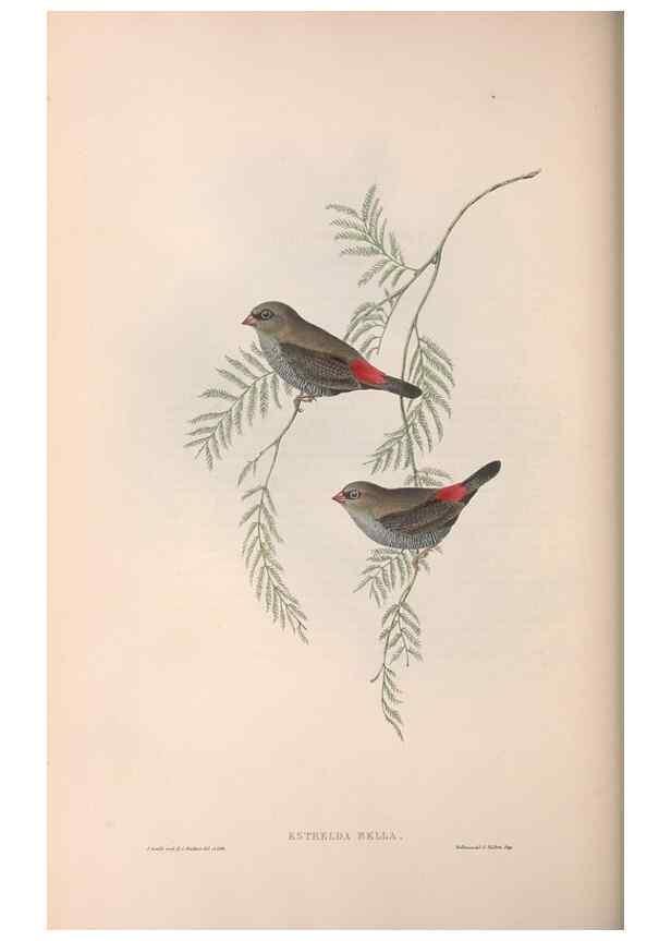 Reproducción/Reproduction 36812314971: The birds of Australia.. London,Printed by R. and J. E. Taylor; pub. by the author,[1840]-48.