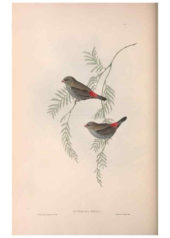 Reproducción/Reproduction 36812314971: The birds of Australia.. London,Printed by R. and J. E. Taylor; pub. by the author,[1840]-48.