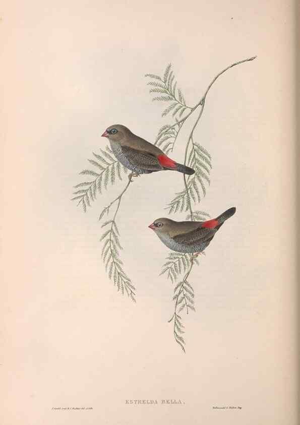 Reproducción/Reproduction 36812314971: The birds of Australia.. London,Printed by R. and J. E. Taylor; pub. by the author,[1840]-48.