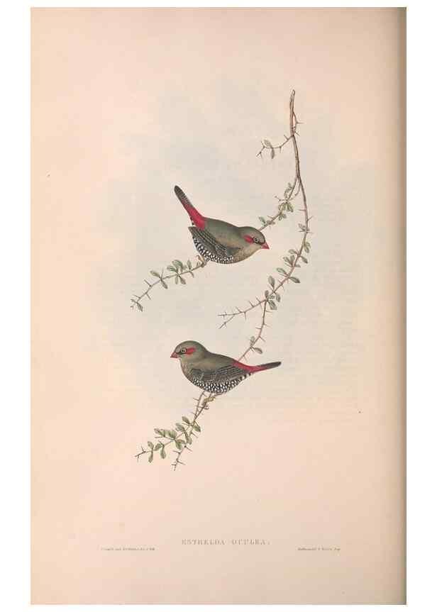 Reproducción/Reproduction 36812316151: The birds of Australia.. London,Printed by R. and J. E. Taylor; pub. by the author,[1840]-48.