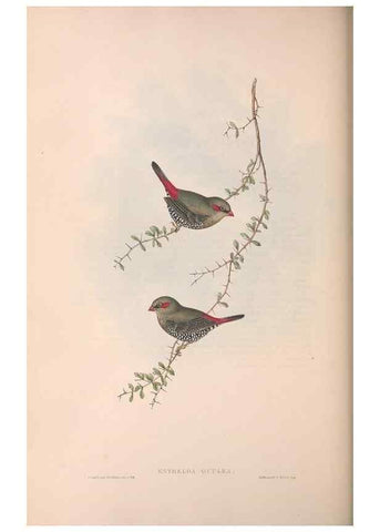 Reproducción/Reproduction 36812316151: The birds of Australia.. London,Printed by R. and J. E. Taylor; pub. by the author,[1840]-48.