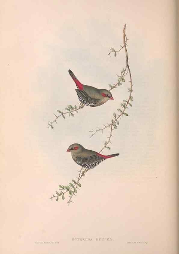 Reproducción/Reproduction 36812316151: The birds of Australia.. London,Printed by R. and J. E. Taylor; pub. by the author,[1840]-48.
