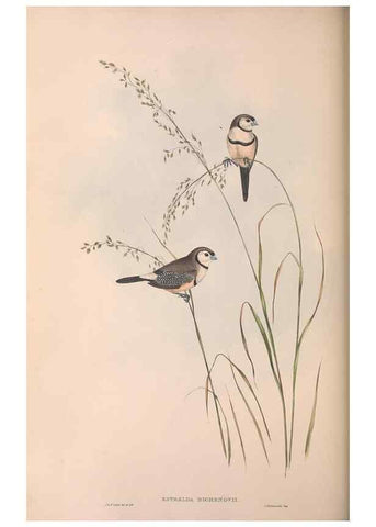 Reproducción/Reproduction 36812317121: The birds of Australia.. London,Printed by R. and J. E. Taylor; pub. by the author,[1840]-48.