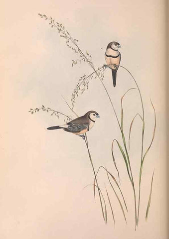Reproducción/Reproduction 36812317121: The birds of Australia.. London,Printed by R. and J. E. Taylor; pub. by the author,[1840]-48.