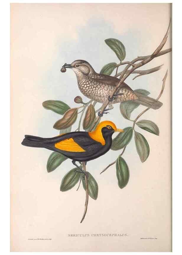 Reproducción/Reproduction 36117554644: The birds of Australia.. London,Printed by R. and J. E. Taylor; pub. by the author,[1840]-48.