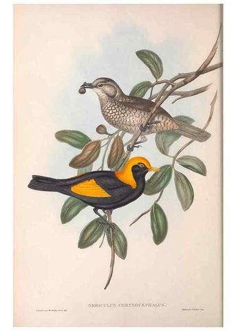Reproducción/Reproduction 36117554644: The birds of Australia.. London,Printed by R. and J. E. Taylor; pub. by the author,[1840]-48.