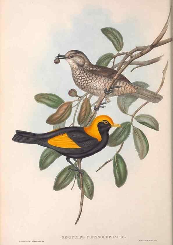Reproducción/Reproduction 36117554644: The birds of Australia.. London,Printed by R. and J. E. Taylor; pub. by the author,[1840]-48.