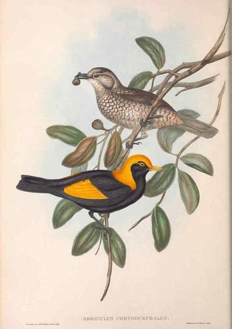 Reproducción/Reproduction 36117554644: The birds of Australia.. London,Printed by R. and J. E. Taylor; pub. by the author,[1840]-48.