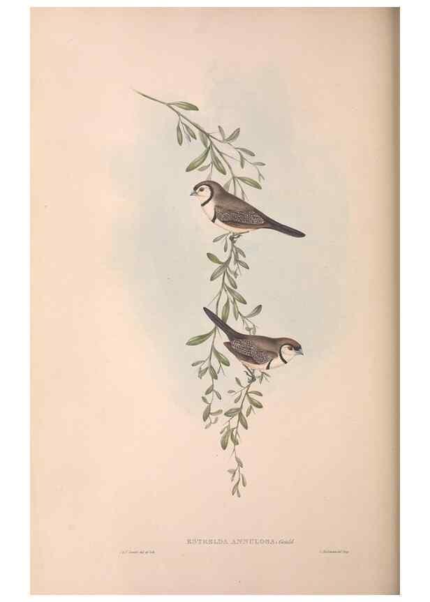 Reproducción/Reproduction 36812318281: The birds of Australia.. London,Printed by R. and J. E. Taylor; pub. by the author,[1840]-48.