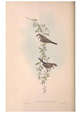Reproducción/Reproduction 36812318281: The birds of Australia.. London,Printed by R. and J. E. Taylor; pub. by the author,[1840]-48.