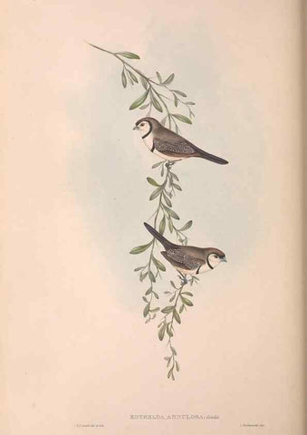 Reproducción/Reproduction 36812318281: The birds of Australia.. London,Printed by R. and J. E. Taylor; pub. by the author,[1840]-48.