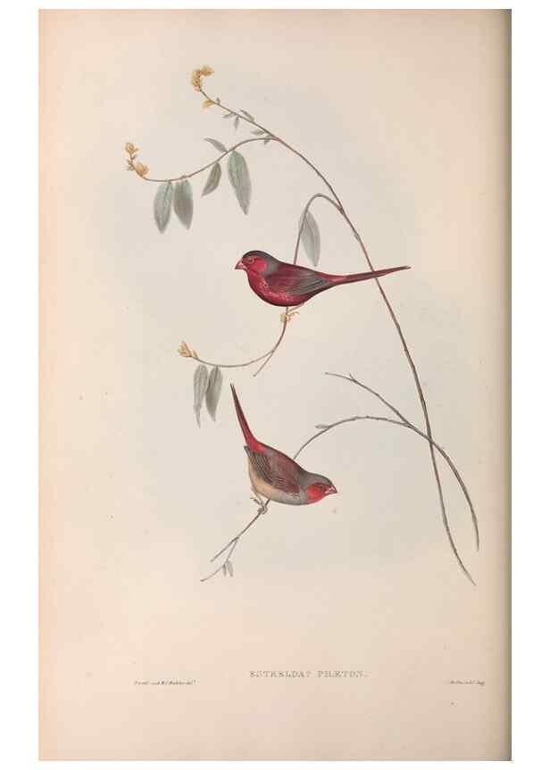Reproducción/Reproduction 36812320441: The birds of Australia.. London,Printed by R. and J. E. Taylor; pub. by the author,[1840]-48.