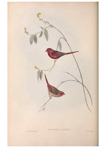 Reproducción/Reproduction 36812320441: The birds of Australia.. London,Printed by R. and J. E. Taylor; pub. by the author,[1840]-48.