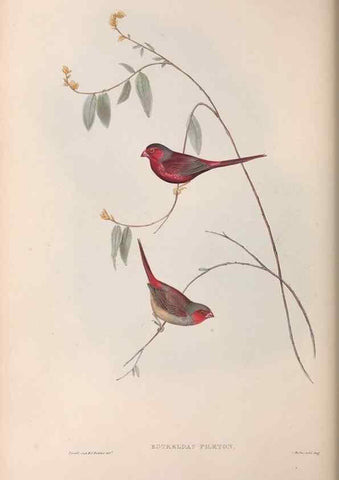 Reproducción/Reproduction 36812320441: The birds of Australia.. London,Printed by R. and J. E. Taylor; pub. by the author,[1840]-48.