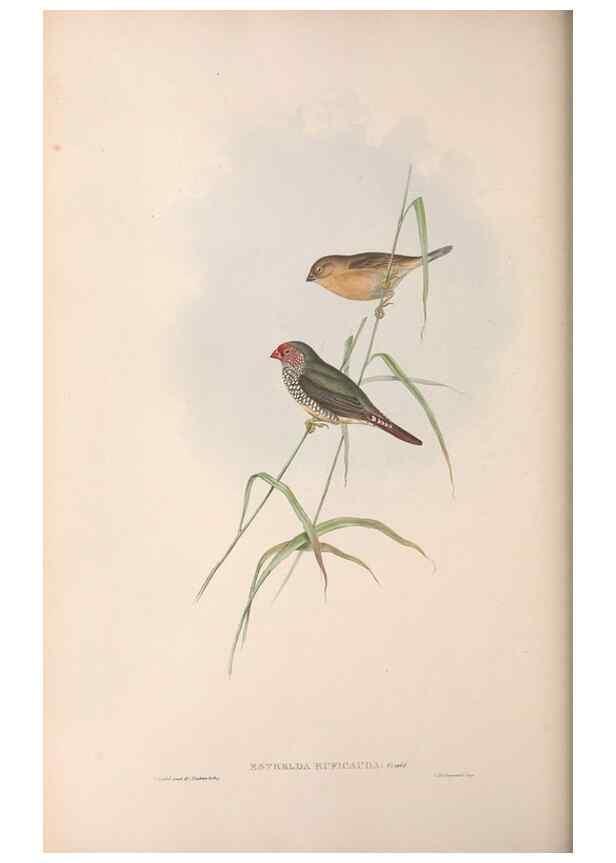 Reproducción/Reproduction 36812321621: The birds of Australia.. London,Printed by R. and J. E. Taylor; pub. by the author,[1840]-48.