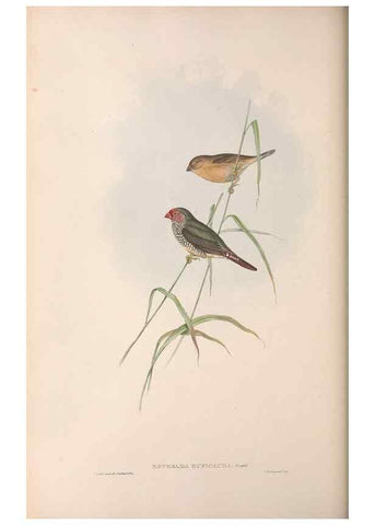 Reproducción/Reproduction 36812321621: The birds of Australia.. London,Printed by R. and J. E. Taylor; pub. by the author,[1840]-48.