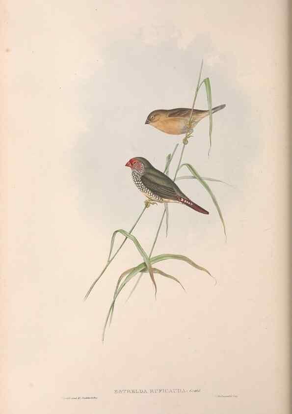 Reproducción/Reproduction 36812321621: The birds of Australia.. London,Printed by R. and J. E. Taylor; pub. by the author,[1840]-48.