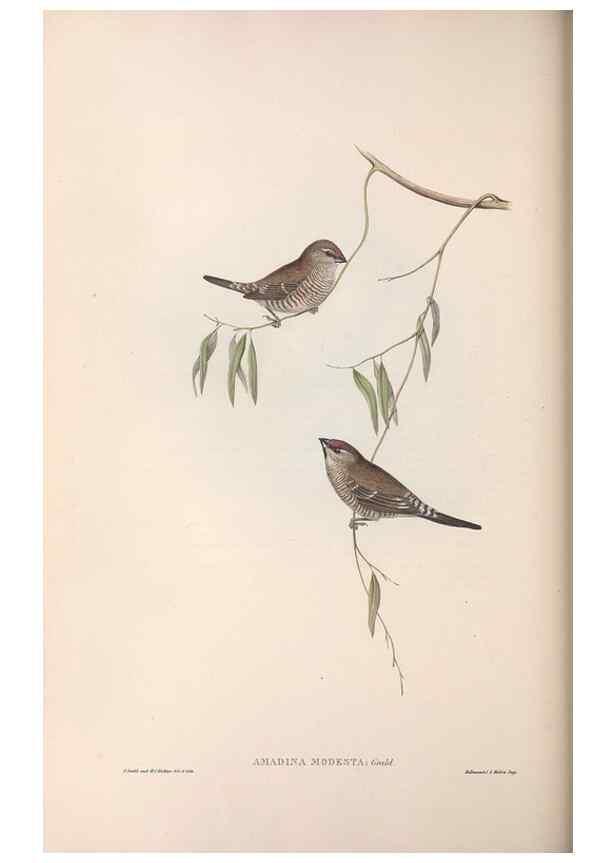 Reproducción/Reproduction 36143494793: The birds of Australia.. London,Printed by R. and J. E. Taylor; pub. by the author,[1840]-48.