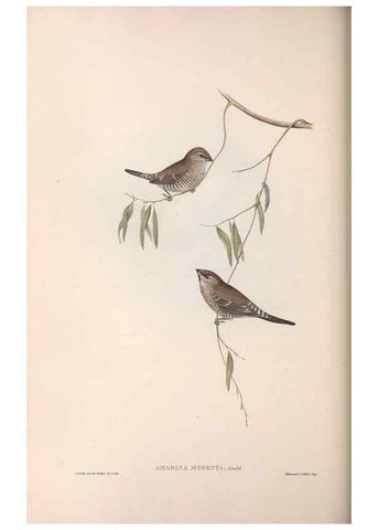 Reproducción/Reproduction 36143494793: The birds of Australia.. London,Printed by R. and J. E. Taylor; pub. by the author,[1840]-48.