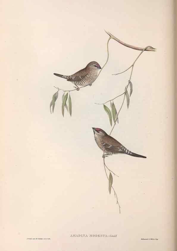 Reproducción/Reproduction 36143494793: The birds of Australia.. London,Printed by R. and J. E. Taylor; pub. by the author,[1840]-48.