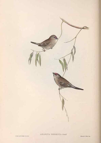 Reproducción/Reproduction 36143494793: The birds of Australia.. London,Printed by R. and J. E. Taylor; pub. by the author,[1840]-48.
