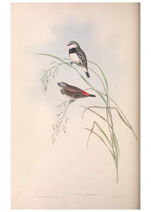 Reproducción/Reproduction 36143495773: The birds of Australia.. London,Printed by R. and J. E. Taylor; pub. by the author,[1840]-48.